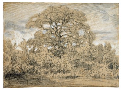 Study of an Oak Tree by Pierre Etienne Theodore Rousseau